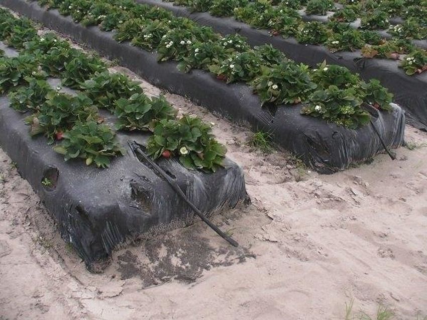 Грядки клубники под агроволокном. 10