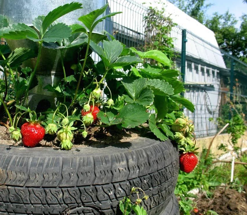 Грядки для клубники. 10 разных