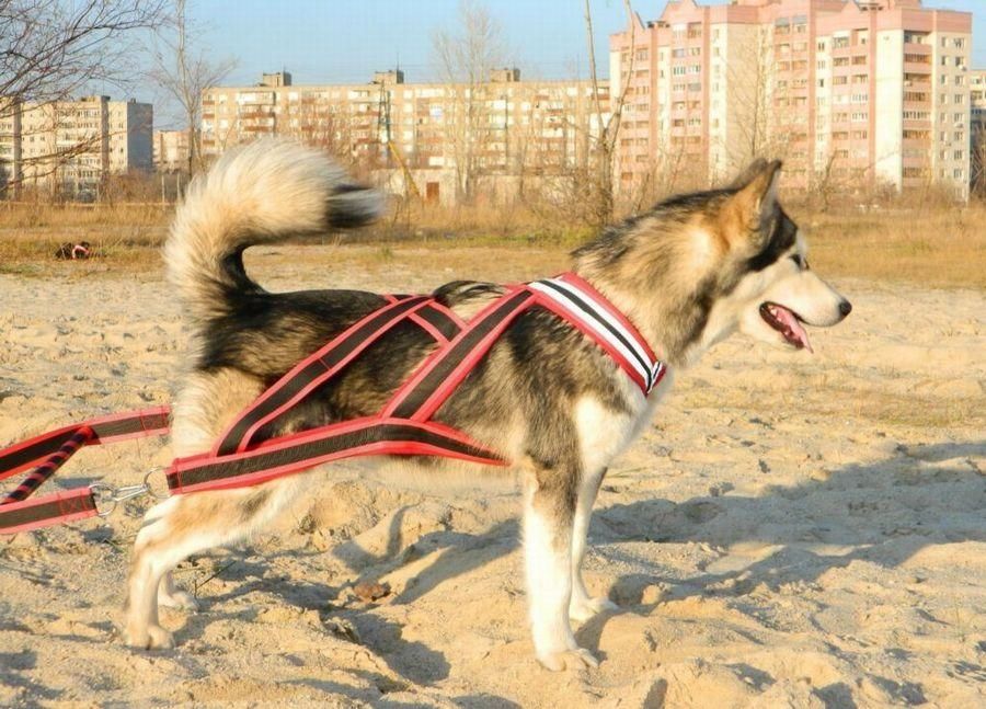 Шлейка для собак. ТОП 10