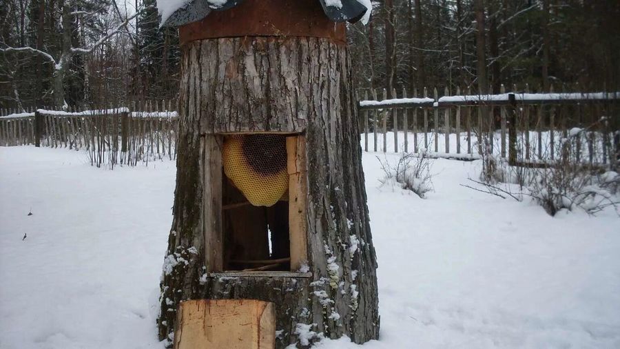 Улей для диких пчел 