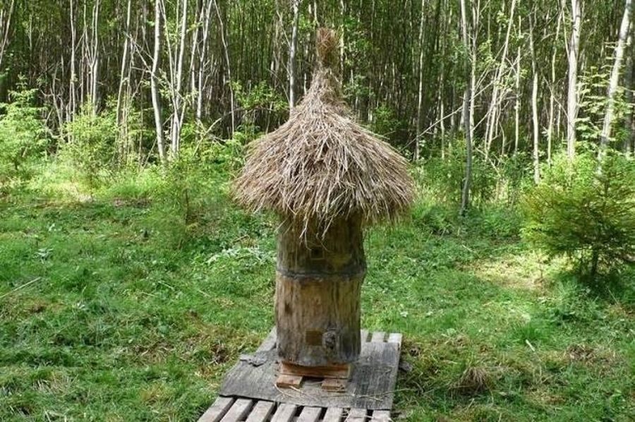 Улей для диких пчел 
