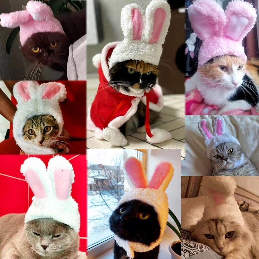 Чепчики для котиков: ТОП 10