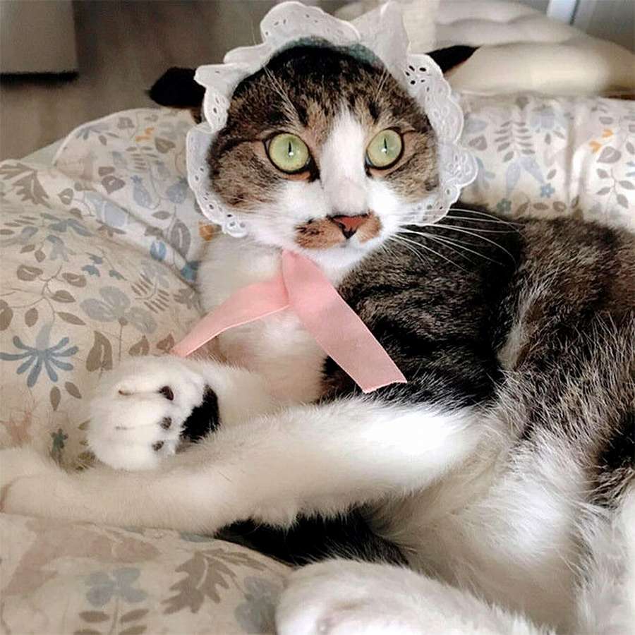 Чепчики для котиков: ТОП 10