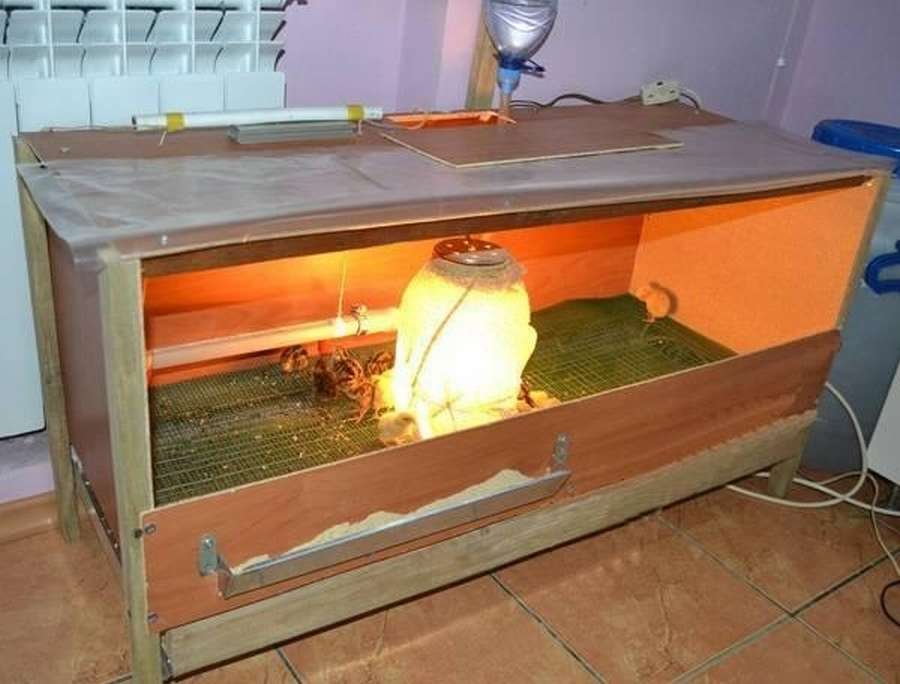 Разные брудеры из подручных материалов