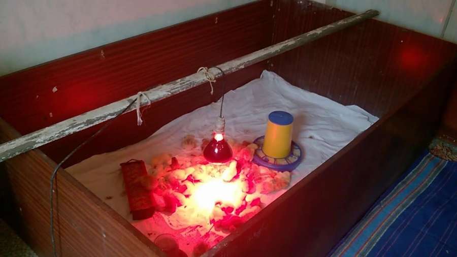 Разные брудеры из подручных материалов