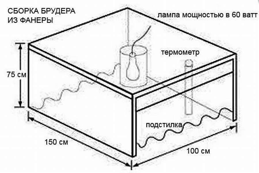 Брудер для утят: 10 чертежей